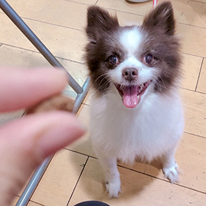 GREEN DOG & CAT 神戸本店のショップニュース
