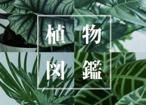 【ACTUS】植物図鑑