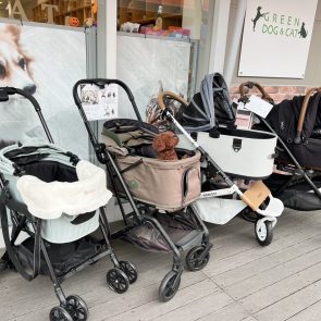 GREEN DOG & CAT 神戸本店のショップニュース